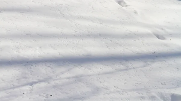 Hay Muchas Huellas Pájaros Pequeños Nieve Invierno Pájaros Salvajes Corren —  Fotos de Stock