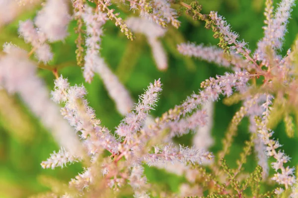 Yeşil Yapraklar Arasında Pembe Astilbe Narin Şeftali Çiçeği Arka Planı — Stok fotoğraf
