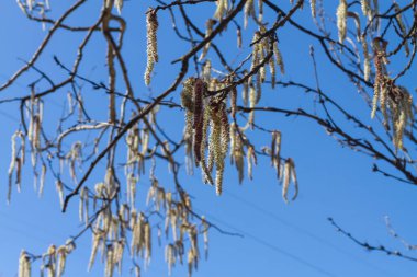 Parlak mavi gökyüzü güneşli bir günde baharda açan kızılağaç..