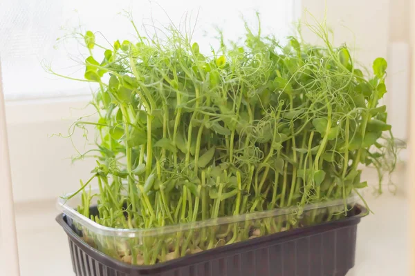 Las Plántulas Guisante Cultivan Una Bandeja Ventana Comida Ensalada Decoración —  Fotos de Stock