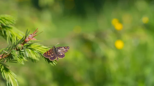 Petit Papillon Marron Battu Sur Une Branche Épinette Épineuse Été — Photo