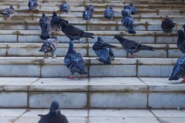 Şehir kuşları parkta merdivenlerde yürüyor..