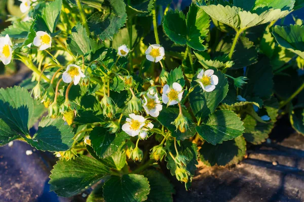 イチゴ農園でイチゴの植物を咲かせる — ストック写真