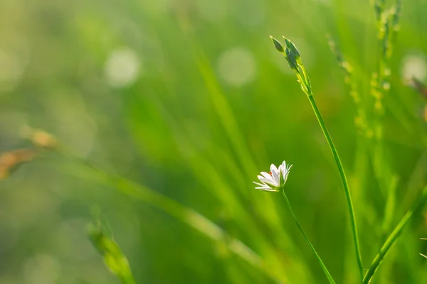 晴れた日には緑の芝生と小さな白い花で明るい日当たりの良い芝生 — ストック写真