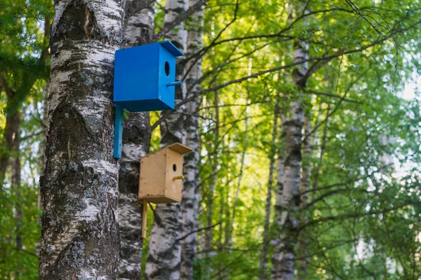 Vogelhuisjes Voor Vogels Bomen Gemaakt Door Zorgzame Kinderen Bescherming Van — Stockfoto