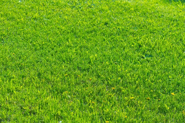 Bright green mown lawn in the town of fresh grass.