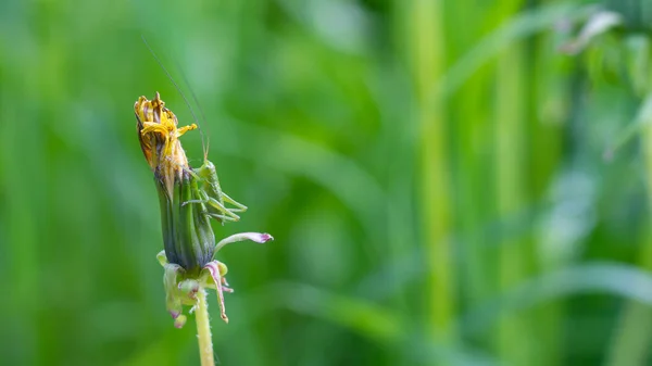 一只绿色的蚱蜢坐在枯萎的蒲公英花上 背景是绿色的 复制空间 — 图库照片