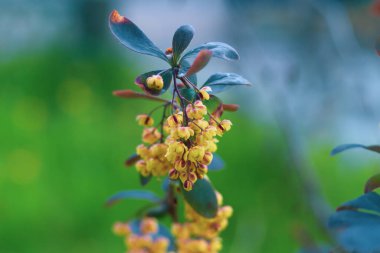 Çiçekli süs çiçekleri kırmızı yapraklı ve sarı çiçekli..