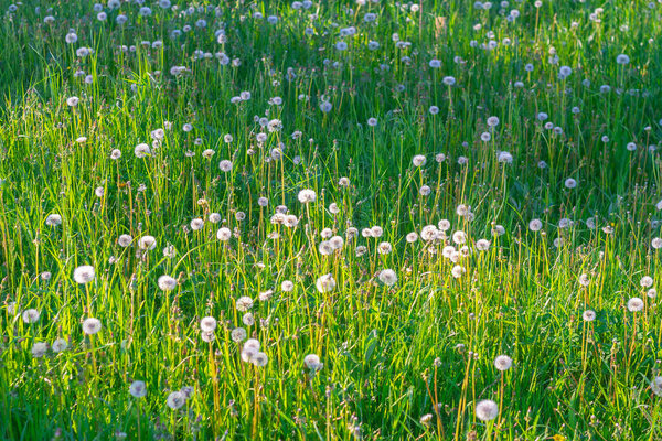 A field of fluffy white dandelions on a sunny summer day, the flowers scatter their seeds in the wind.