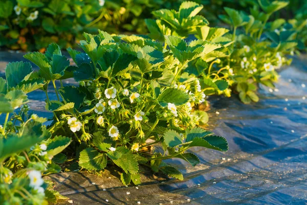 イチゴ農園でイチゴの植物を咲かせる — ストック写真