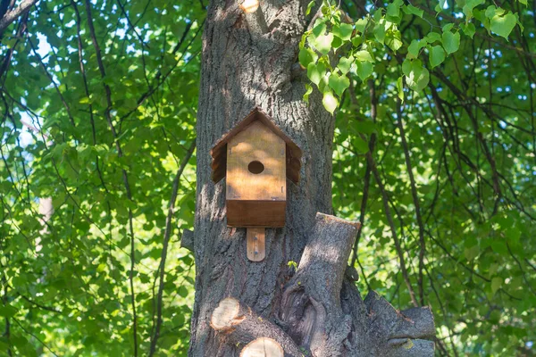 Птичьи Домики Деревьях Сделанные Заботливыми Детьми Охрана Диких Птиц — стоковое фото
