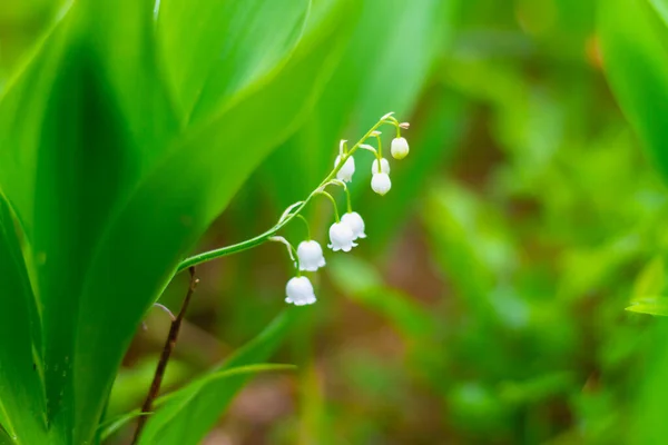 Duftende Weiße Blüten Maiglöckchen Blühen Wilden Wald Mai Mit Kleinen — Stockfoto