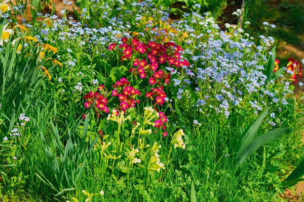 Hermoso Parterre Con Flores Llenas Color Primavera Césped Floreciente Azules —  Fotos de Stock