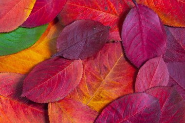 Kızıl sonbahar yapraklarının parlak arka planı, merhaba sonbahar..