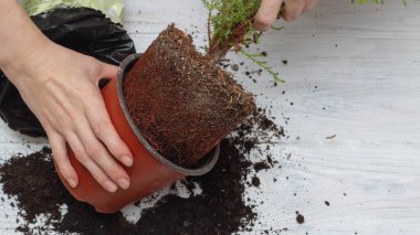 Bir kadın saksıdan bir saksı çıkarır. Yeni topraklara yerli bitkiler naklediliyor