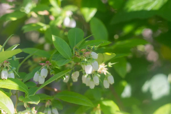 Arbusto Arándanos Que Florece Jardín Primavera — Foto de Stock