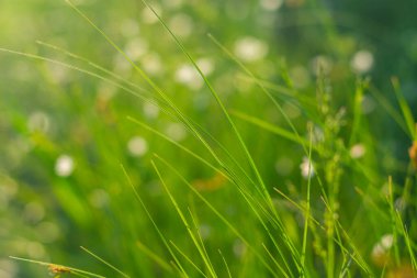 Güneşli bir günde yeşil çimenler ve küçük beyaz çiçekler..