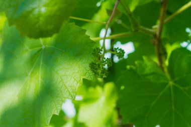 Çiçek açmadan önce yeşil bir filizde üzüm tomurcukları.