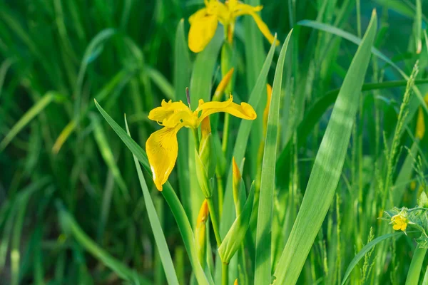 Leuchtend Gelbe Blüten Iris Grünen Laub — Stockfoto