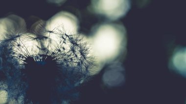 Koyu arkaplandaki karahindiba tüyü silueti ve güneş ışınlarından bir bokeh..