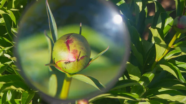 Studie Über Das Leben Von Insekten Ameisen Auf Einer Pfingstrose — Stockfoto