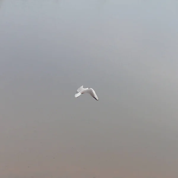 Gull Bird Hunts Fish River Lake — Stock Photo, Image