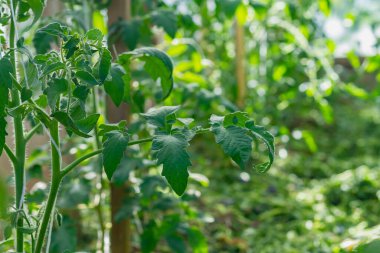 Seradaki domates bitkileri sütunlara bağlanır ve çiçek açar.