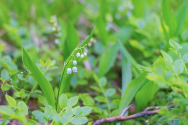 Kokulu beyaz çiçekli vadi zambakları mayıs ayında küçük beyaz çanlar eşliğinde vahşi ormanda çiçek açar.