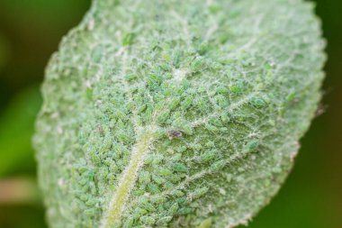 Hasta bir bitkinin yaprağında böcek bitkileri meyve suyunu emer ve bahçede erik yaprağı hastalığına neden olur.