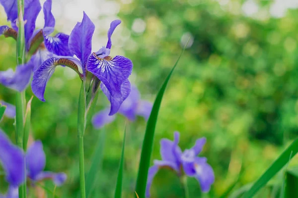 Fliederlilien blühen im Sommer. Schöner Hintergrund von lila Blumen — Stockfoto