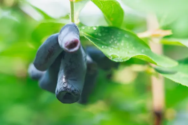 Dojrzałe jagody wiciokrzewu ciemnoniebieskiego koloru na krzewie wiciokrzewu wśród zielonych liści w kroplach wody dojrzewającej wiosną — Zdjęcie stockowe