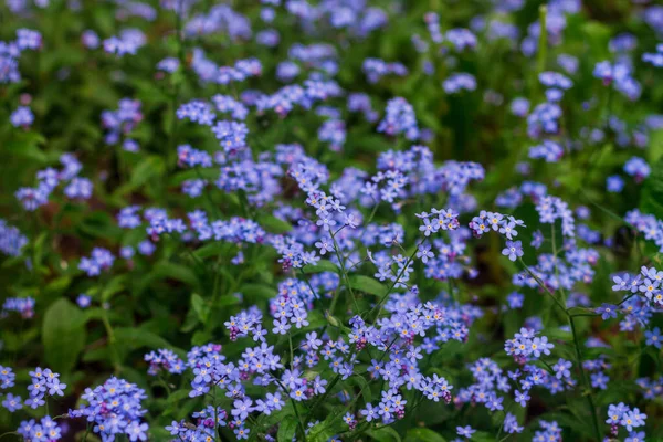 Eine Lichtung Mit Blauen Kleinen Blumen Vergissmeinnicht — Stockfoto