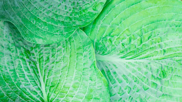Solid background of green hosta leaves with textured veins.