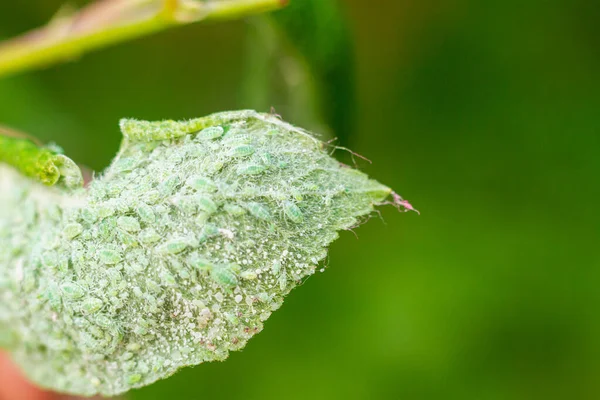 害虫昆虫は病気の植物の葉にアブラムシを吸い込み 庭の梅の葉の病気を引き起こす — ストック写真