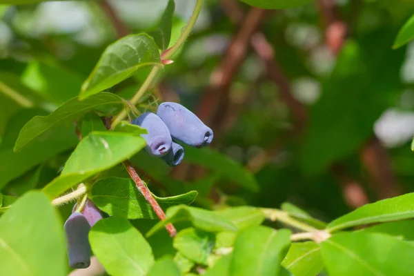 Las Bayas Útiles Primaverales Madreselva Maduraban Arbusto Primavera Jardín — Foto de Stock