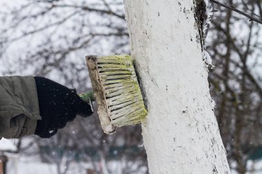 Onları güneşten korumak için bahçedeki ağaçlara bir boya fırçası sür..