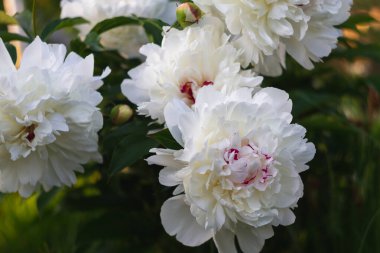 Şatafatlı beyaz çiçek şakayıkları yazın parkta çiçek açar..