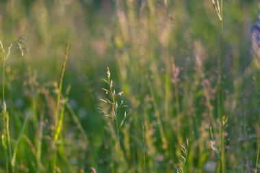 Çayırda güneşli bir akşamda çiçek açan çimenlerin yeşil dikenleri.