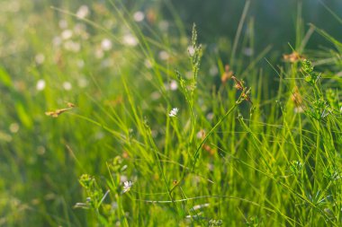 Güneşli bir günde yeşil çimenler ve küçük beyaz çiçekler..
