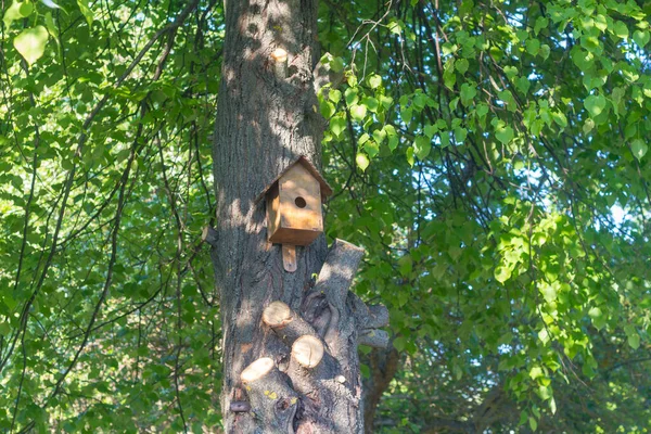 Domki Dla Ptaków Drzewach Wykonane Przez Troskliwe Dzieci Ochrona Dzikiego — Zdjęcie stockowe