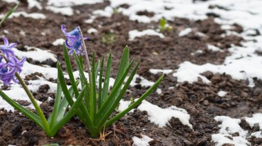 Mavi, leylak çiçekleri ilkbaharda yerde karla.