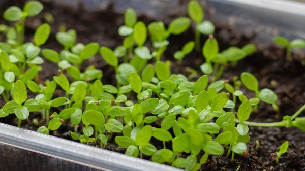 Brotes Con Hojas Verdes Aparecieron Semillas Muchas Plantas Pequeñas Recipiente — Foto de Stock