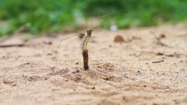 Crane fly mosquito larva hatches from a cocoon from underground — Stock Video