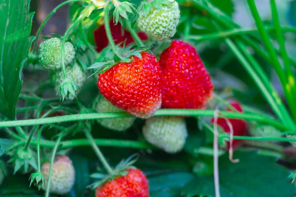 Μούρα Από Μεγάλες Φράουλες Καρυκεύονται Στο Φυτό Φράουλα Στον Κήπο — Φωτογραφία Αρχείου