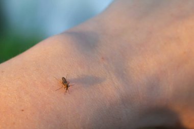 Sivrisinek birini kolundan ısırır ve kan içer..