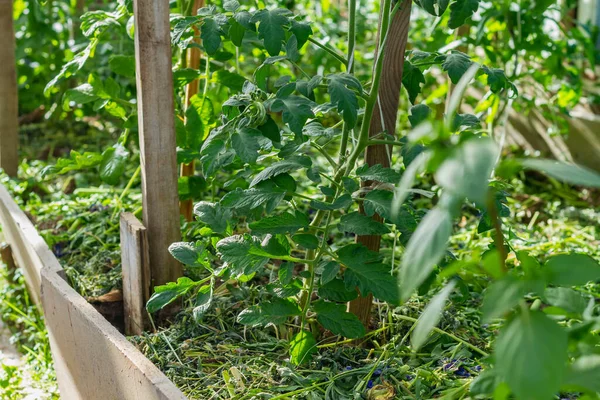 Tanaman Tomat Rumah Kaca Terikat Pada Pilar Dan Mekar — Stok Foto