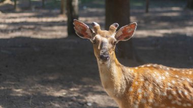 Saklı arazide benekli geyik ormanda ağaçların arasında yürüyor, vahşi bir hayvan..