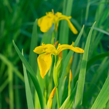 Yeşil yapraklı parlak sarı süsen çiçekleri.