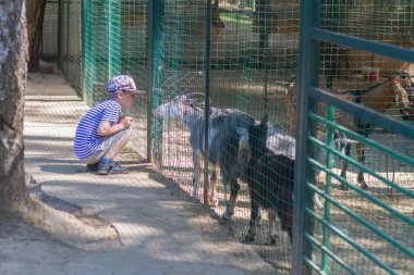 Çocuklar hayvanat bahçesinde ya da çitin arkasındaki bir çiftlikte evcil keçilere havuç yediriyorlar..