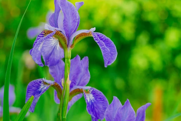 Íris Lilás Florescem Verão Fundo Bonito Flores Roxas — Fotografia de Stock